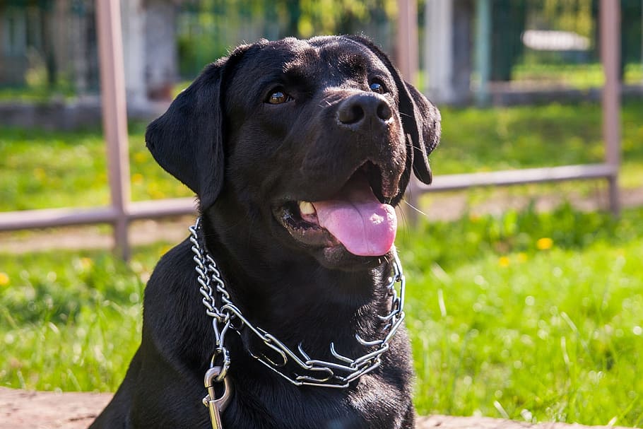 dog, labrador, animals, sam, pets, one animal, canine, domestic HD wallpaper
