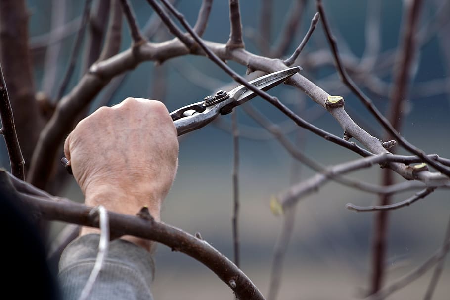 cutting, scissors, tree, tool, work, blade, registrar, employee HD wallpaper