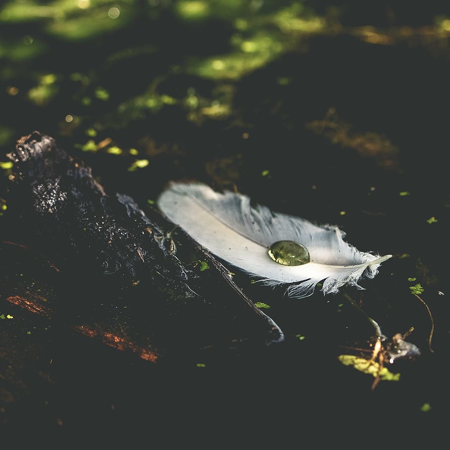 white feather on black tree brand, raindrop, nature, quill HD wallpaper