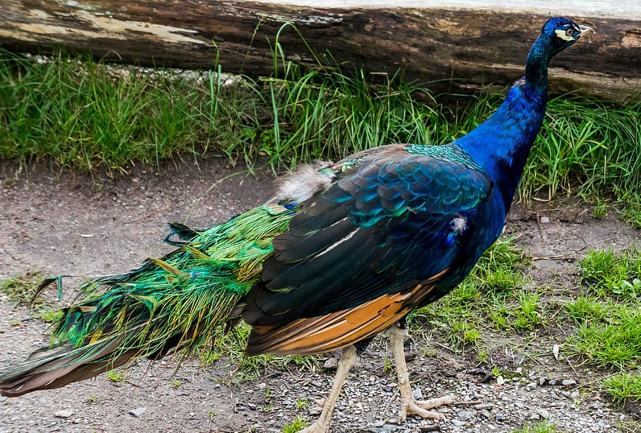 peacock, blue, bird, feather, nature, tail, exotic, plumage HD wallpaper