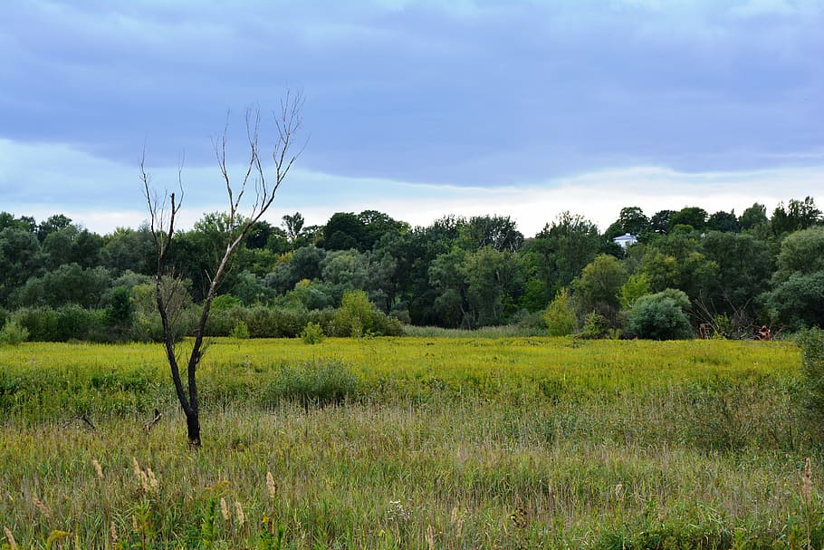 tree, meadow, lonely, dead tree, withered tree, landscape, poland HD wallpaper