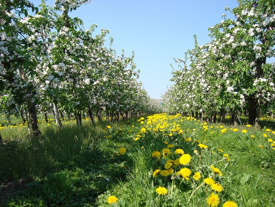 Apple Blossom, Spring, Apple Tree, meadow, yellow, flower, plant HD wallpaper