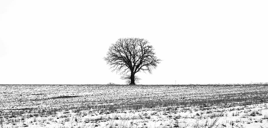 grayscale photography of withered tree, winter, snow, landscape HD wallpaper