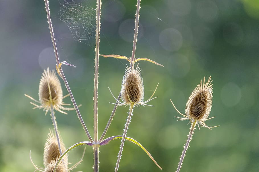 thistle, macro, flower, spider webs, close, plant, nature, wild flower HD wallpaper