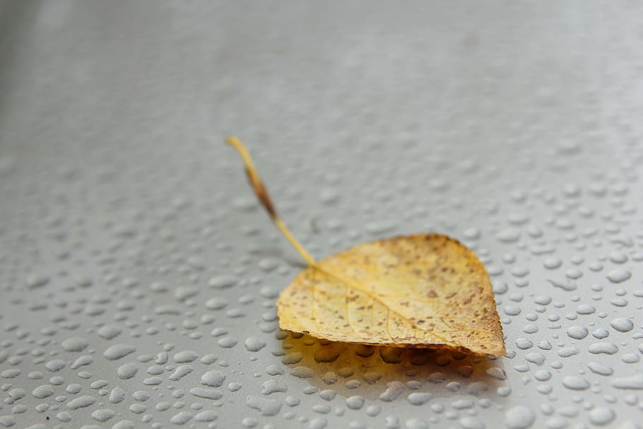 autumn, sheet, leaflet, forest, dry leaves, yellowed sheet HD wallpaper
