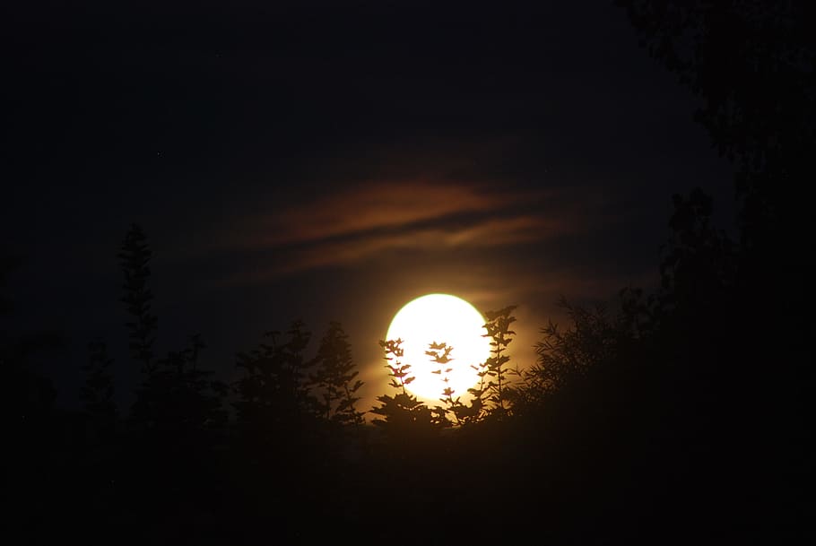trees under full moon, night, sky, dark, moonlight, silhouette HD wallpaper