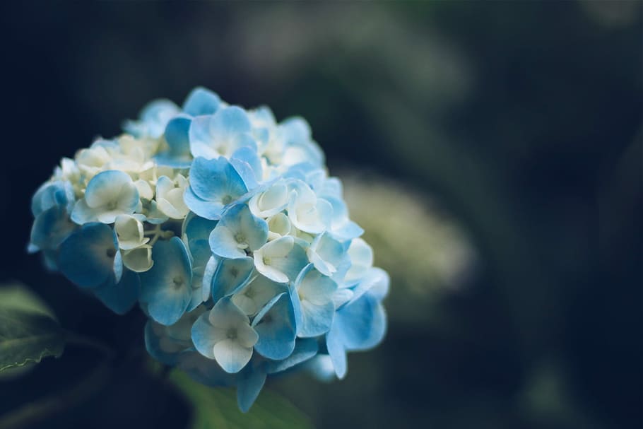 macro photography of blue-and-white petaled flowers, nature, underwater HD wallpaper
