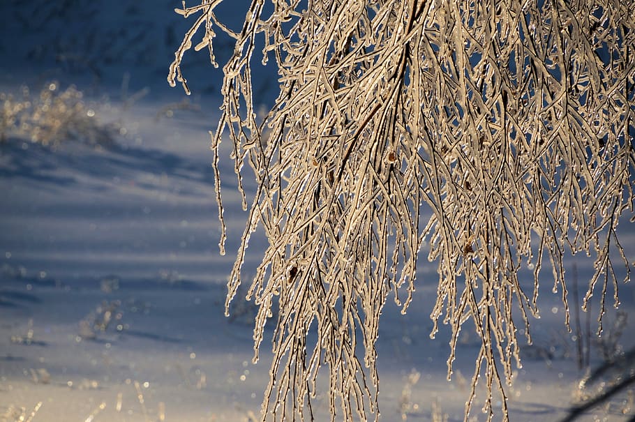 Winter, Ice, Tree, nature, cold temperature, beauty in nature HD wallpaper