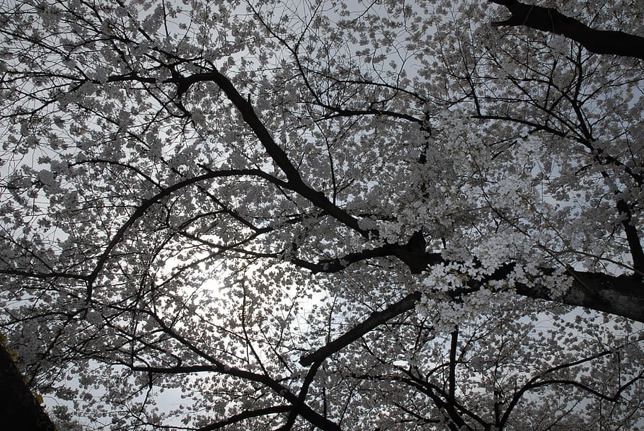 spring, sakura, pink, white, flowers, wood, wake-up, nature HD wallpaper