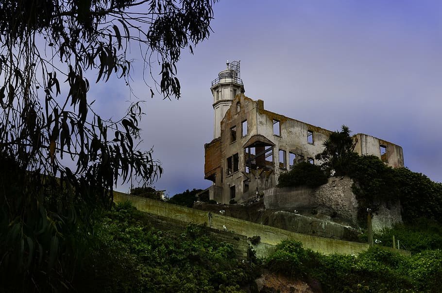 alcatraz, bird, island, prison, ocean, tourism, san, francisco, HD wallpaper