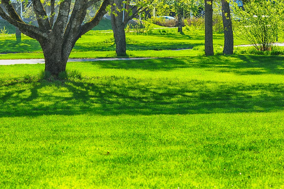 nature, tree, grass, plant, green color, trunk, tree trunk HD wallpaper
