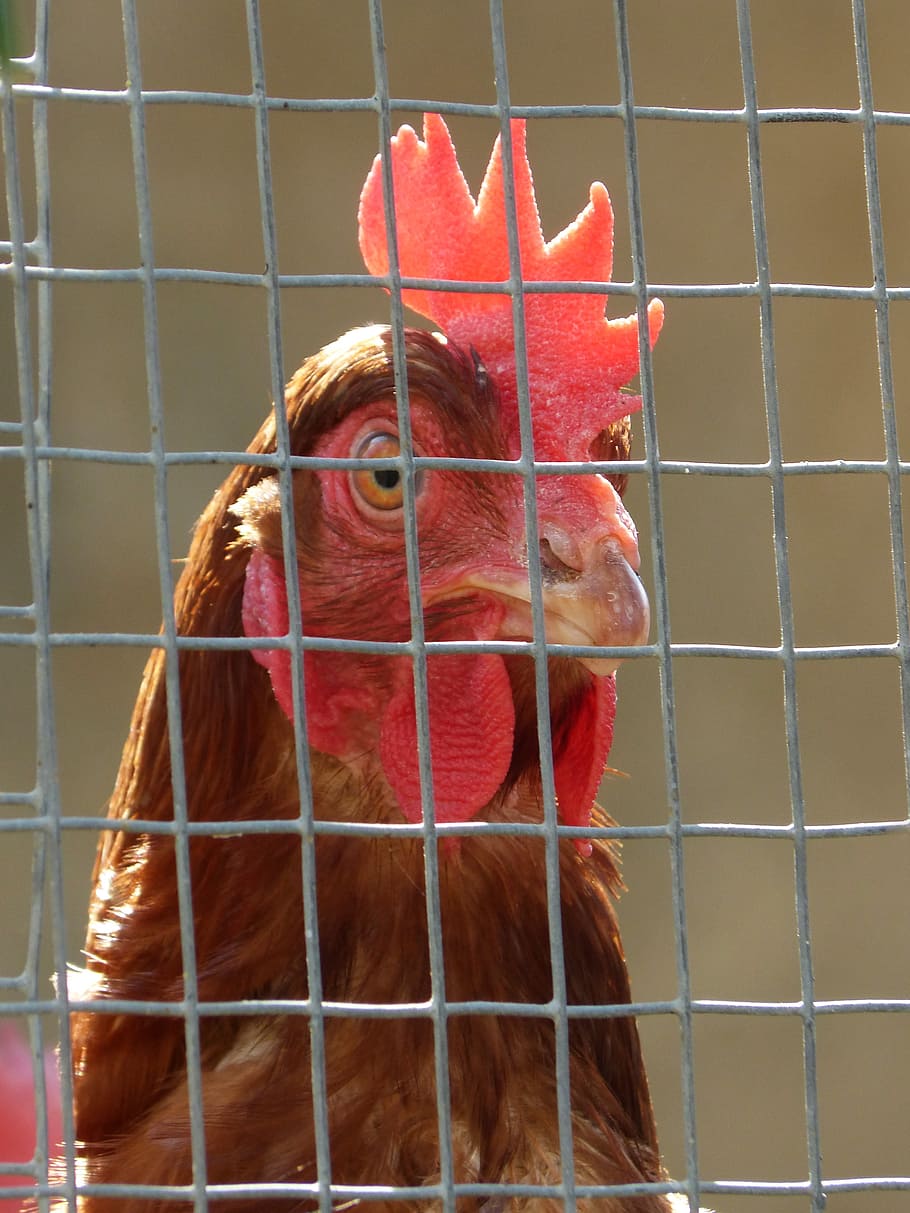hen, poultry, captivity, grating, farm, mammal, animal themes HD wallpaper