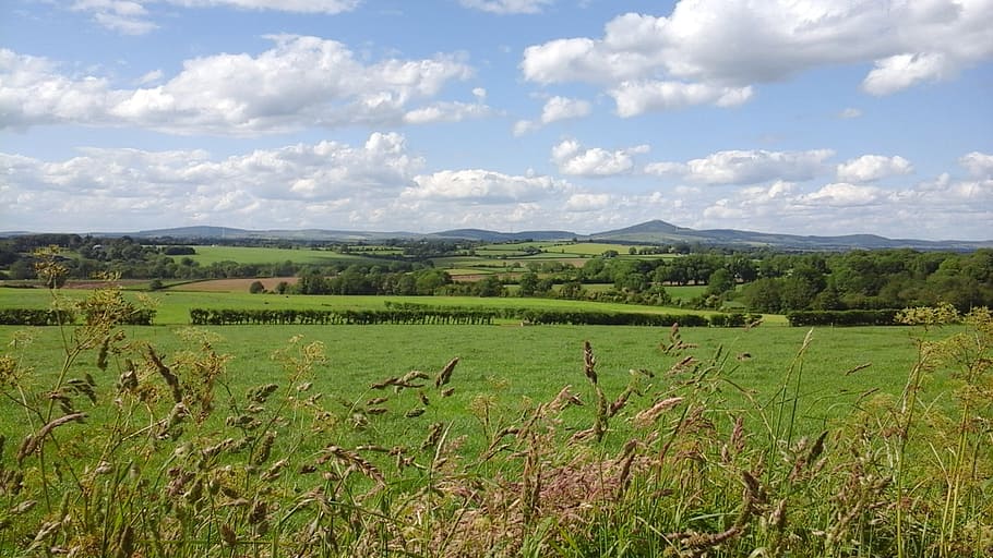 ireland, fields, grasses, green, landscape, countryside, summer HD wallpaper