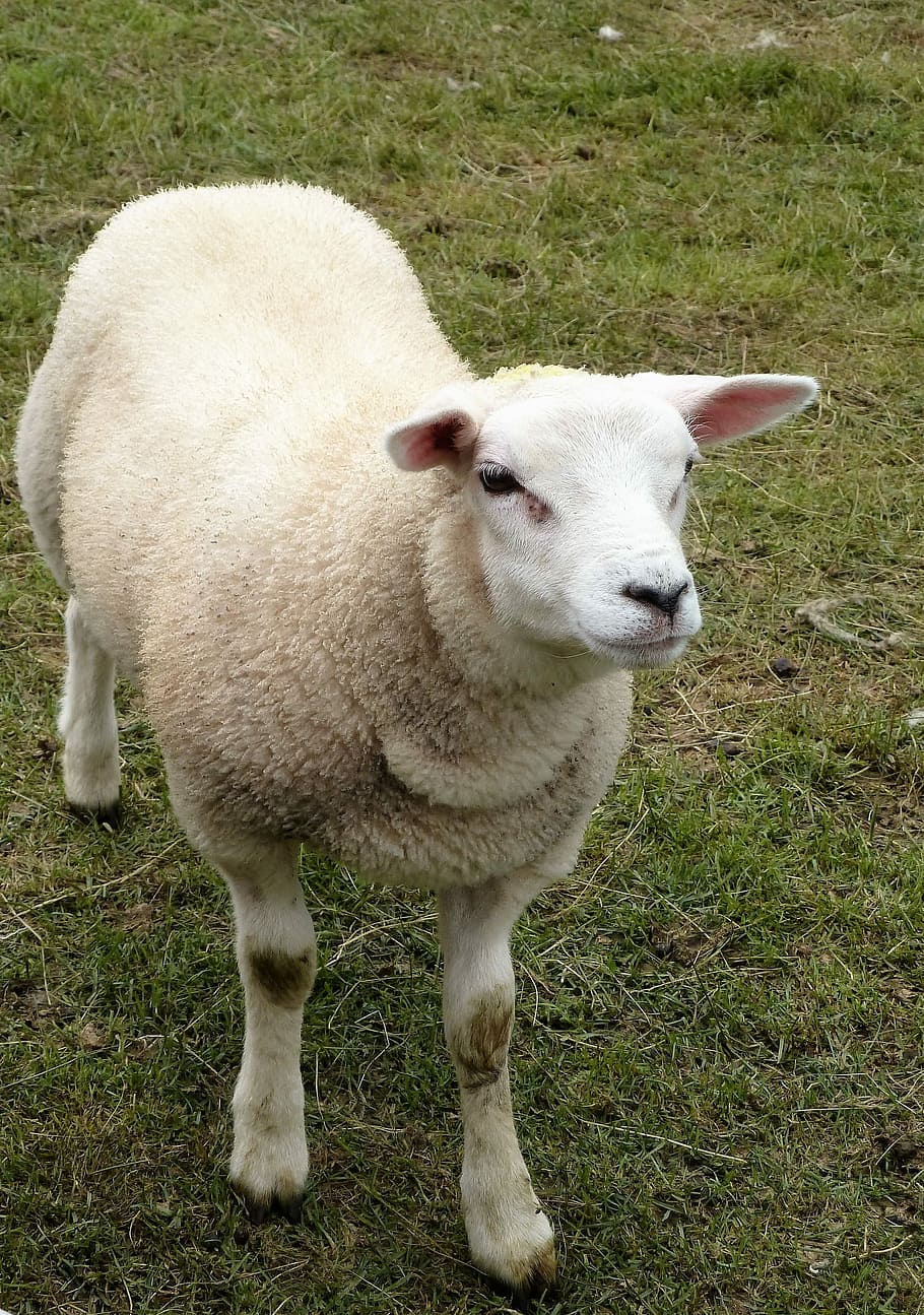 Animal, Sheep, Lamb, Wool, Coat, agriculture, farm animal, grass HD wallpaper