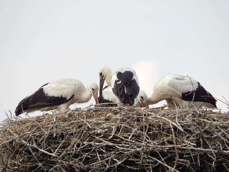 storks, birds, young, socket, group of animals, animal themes HD wallpaper