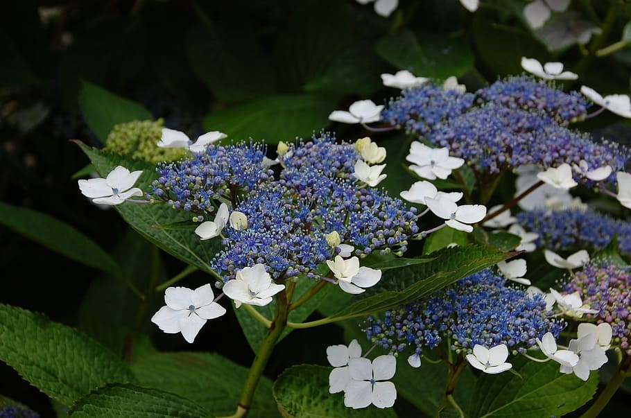 Hydrangea, White, Flower, flowers, blue, purple, green color HD wallpaper