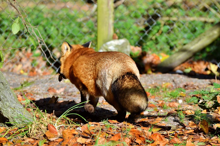 fuchs, red fox, predator, reddish fur, foxtail, wild animal HD wallpaper