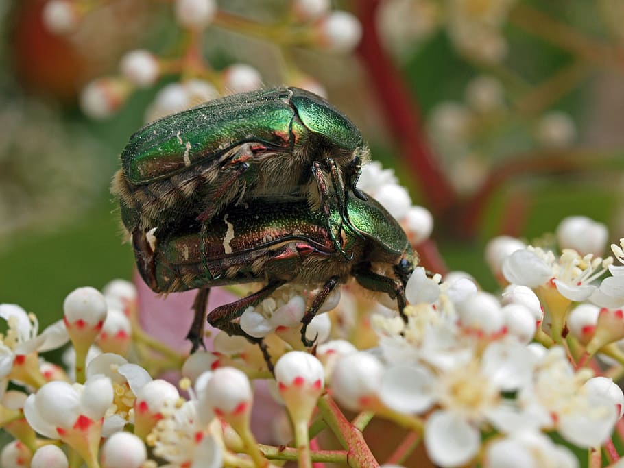 insect, nature, macro, flower, flowering plant, animal themes HD wallpaper