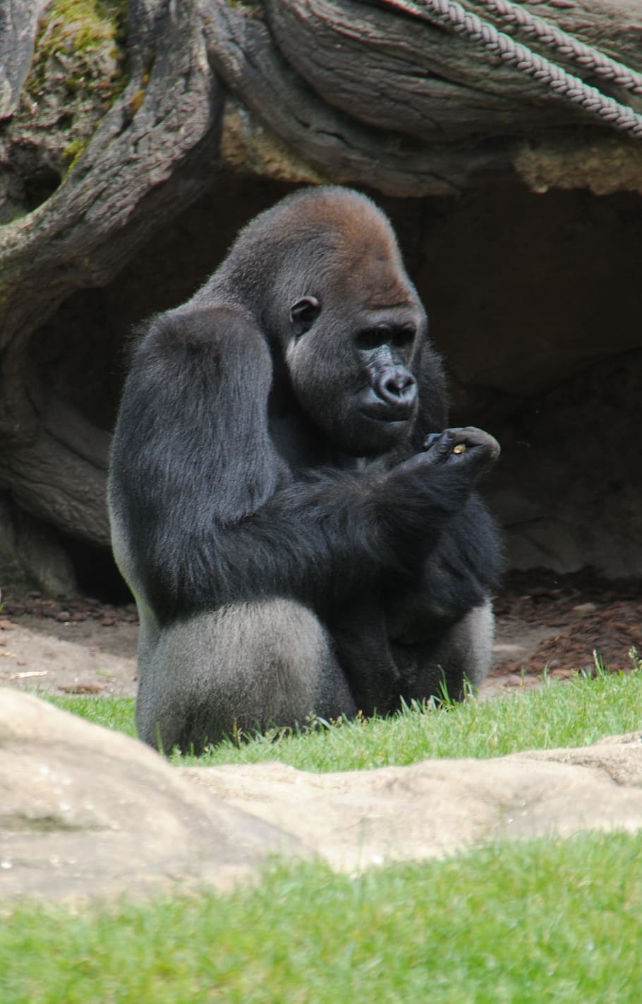 Animal, Monkey, Zoo, gorilla, wildlife, ape, silverback Gorilla HD wallpaper