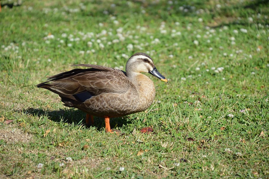creatures, bird, duck, vertebrate, animal, animal themes, animal wildlife HD wallpaper