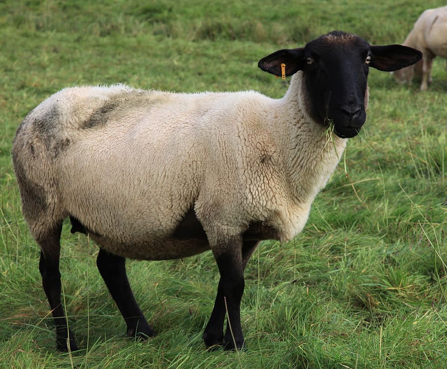 sheep, wool, sheepskin, animal, animals, agriculture, black sheep, HD wallpaper