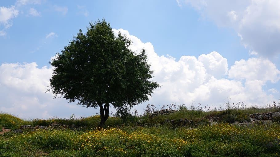 israel, field, clouds, landscape, plant, tree, sky, cloud - sky HD wallpaper