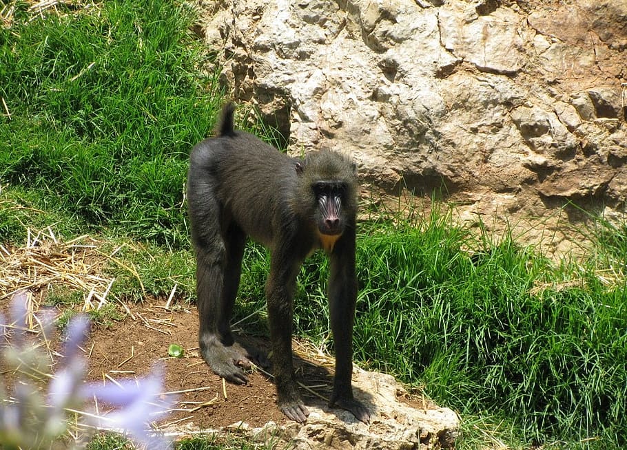 monkey, baboon, primate, wild, wild life, fauna, animal, mammal HD wallpaper