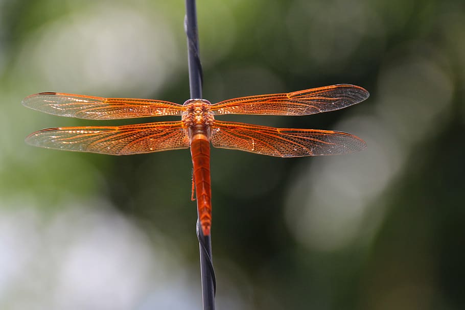 dragonfly, flame skimmer, libellula saturata, orange, libellulidae, HD wallpaper