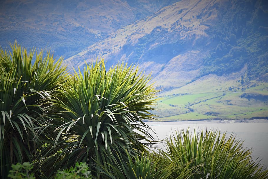 nature, scenery, tranquil, palms, lake, mountain, scenic, landscape HD wallpaper