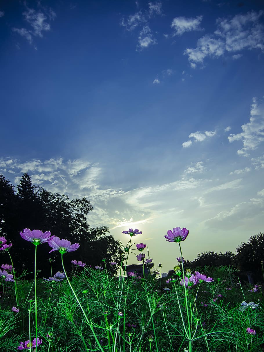nature, spring, summer, green, sky, landscape, outdoor, flowers HD wallpaper