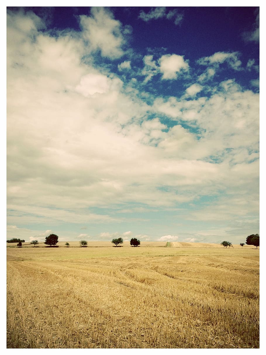 landscape, trees, fields, straw, sky, blue, yellow, wide, clouds HD wallpaper