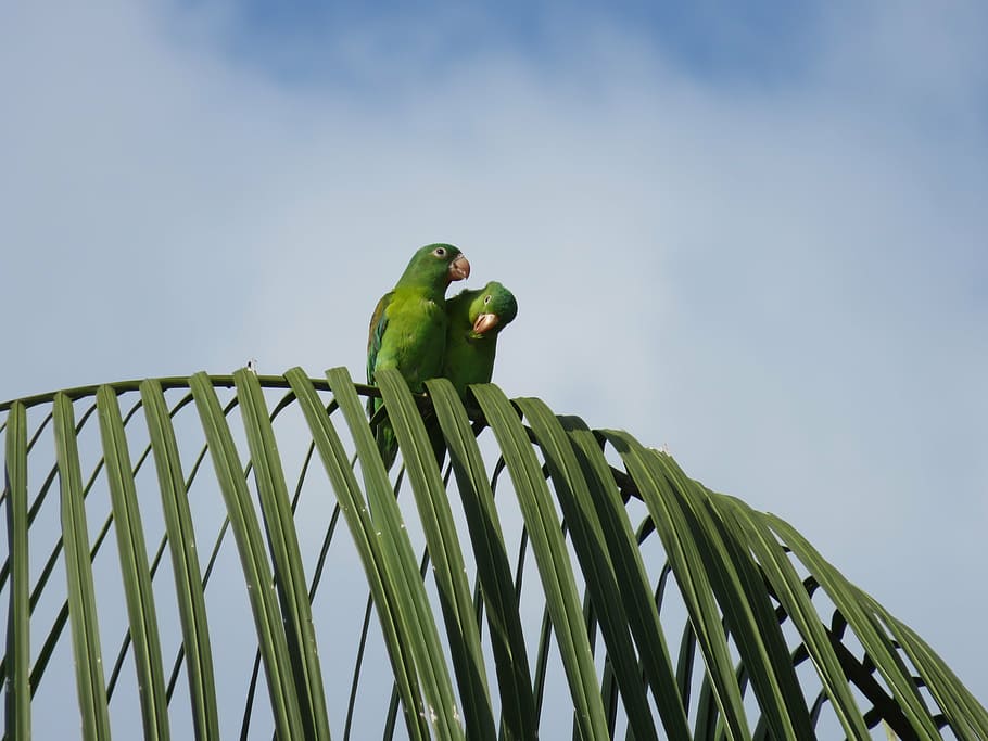 parrots, birds, palm, animal themes, animal wildlife, vertebrate HD wallpaper