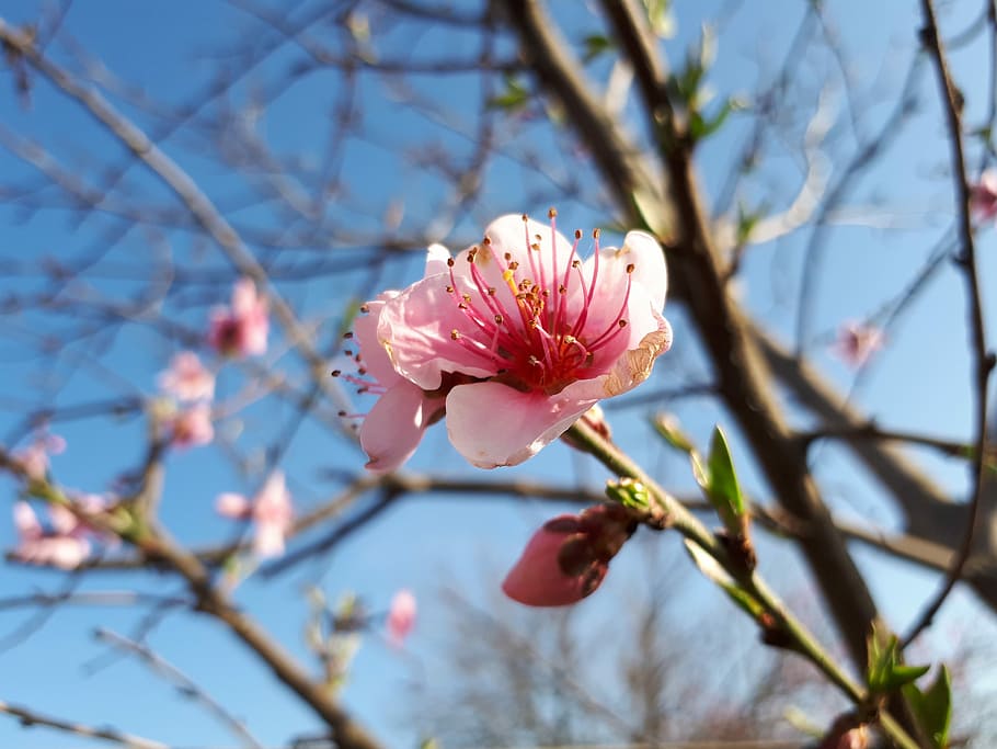 tree, branch, nature, flower, plant, season, outdoors, garden HD wallpaper