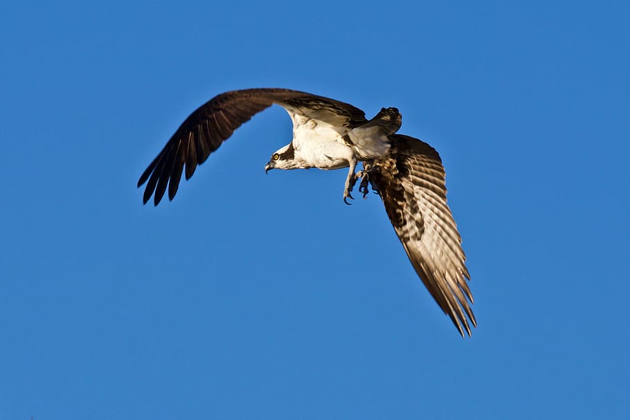 Osprey April 1, 2018, photograph of flying bird, eagle, duck hawk HD wallpaper