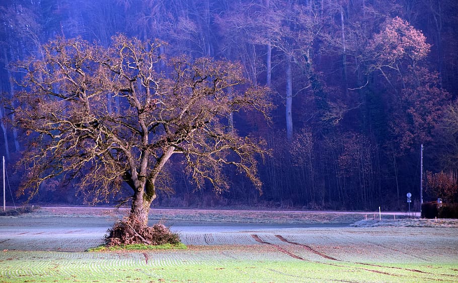 leafless tree in the middle of park, winter, landscape, nature HD wallpaper