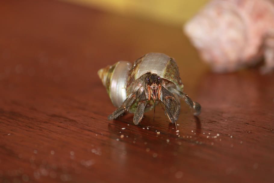 bernard terrestrial hermit, animal, shell, animal themes, one animal HD wallpaper