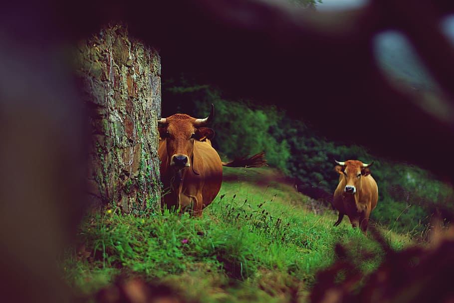 Window to Asturias, black cattle on green grass, cow, field, bark HD wallpaper