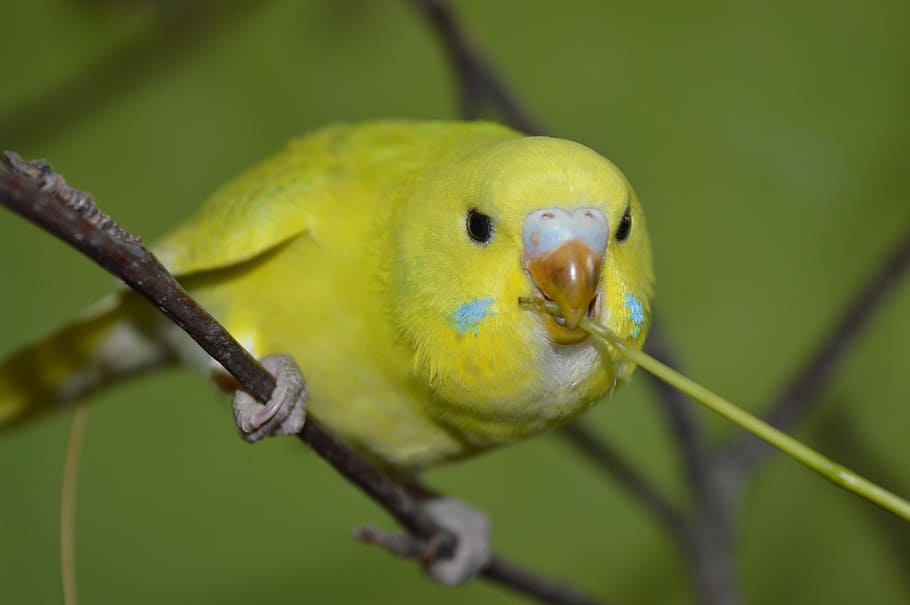 budgie, curious, eat, animal themes, vertebrate, animal wildlife HD wallpaper