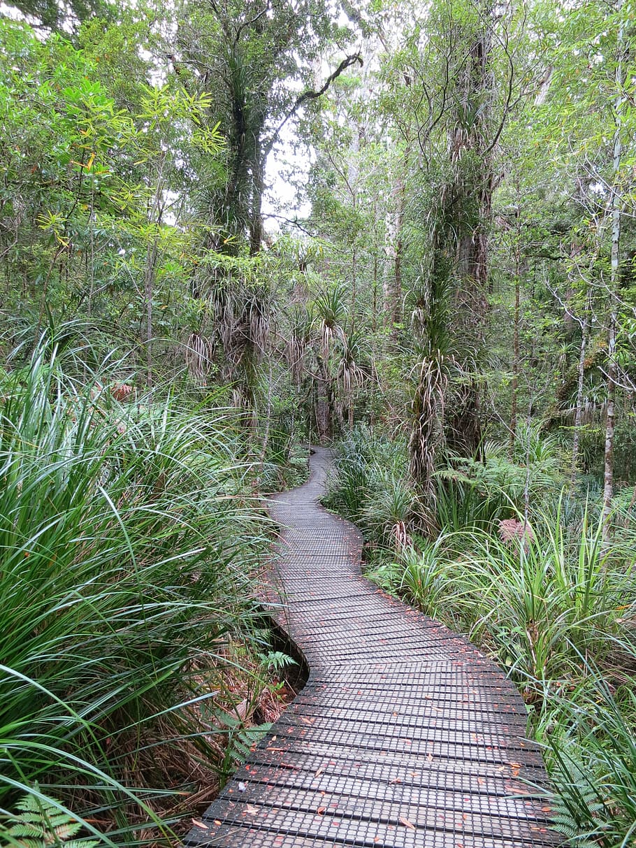 forest, away, web, kauri, tree, new zealand, plant, direction HD wallpaper
