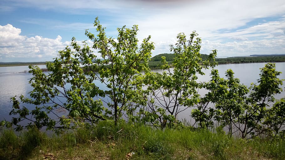 nature, tree, landscape, plant, water, sky, cloud - sky, beauty in nature HD wallpaper
