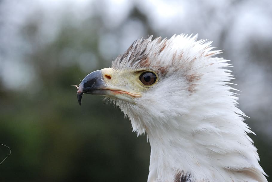 eagle, feather, beak, raptor, portrait, predator, falconry HD wallpaper