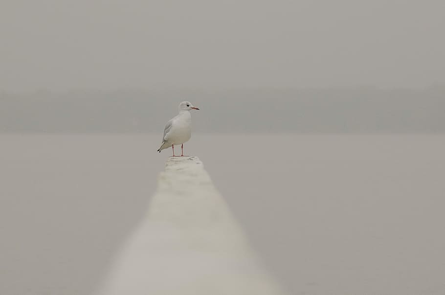 Seagull, Bird, one animal, animal themes, animal wildlife, animals in the wild HD wallpaper
