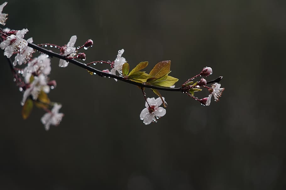 spring, rain, flower, flowering plant, fragility, vulnerability HD wallpaper