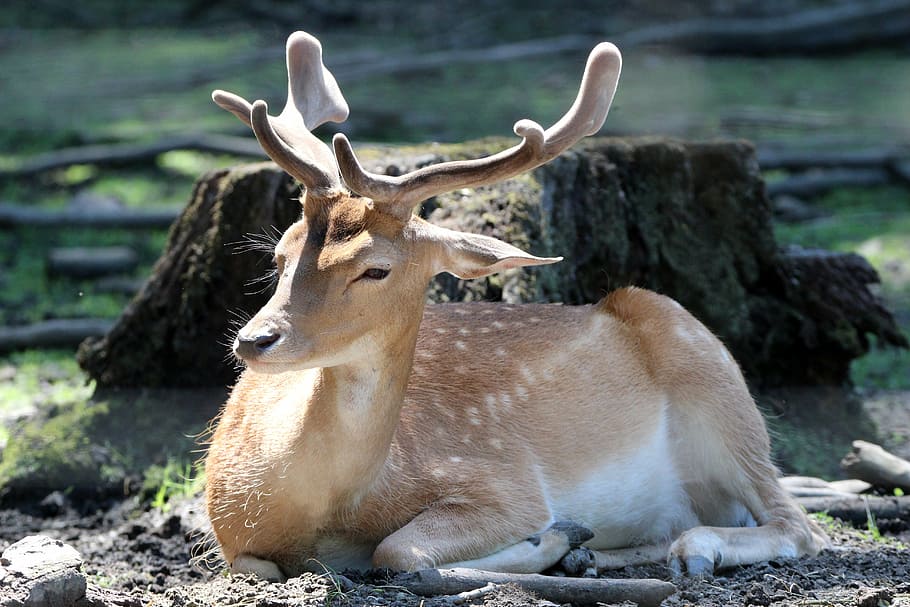 deer laying near tree stump, roe deer, zoo, hirsch, animal HD wallpaper