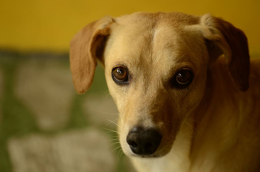 dog, posing, half shadow, dog eyes, dog face, canine, one animal HD wallpaper