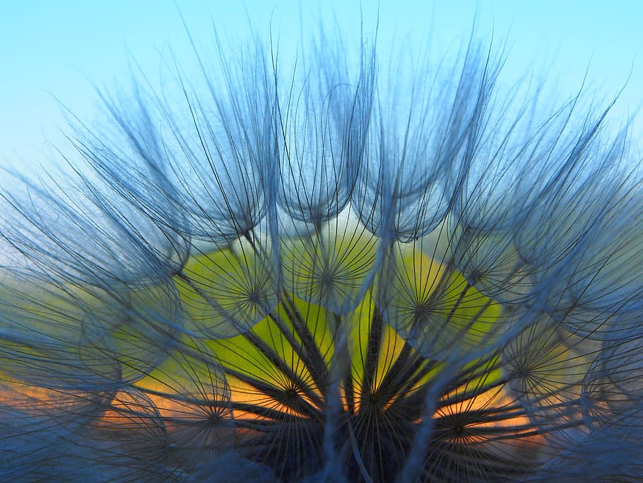 selective-focus photography of dandelions, flower, spring, nature HD wallpaper