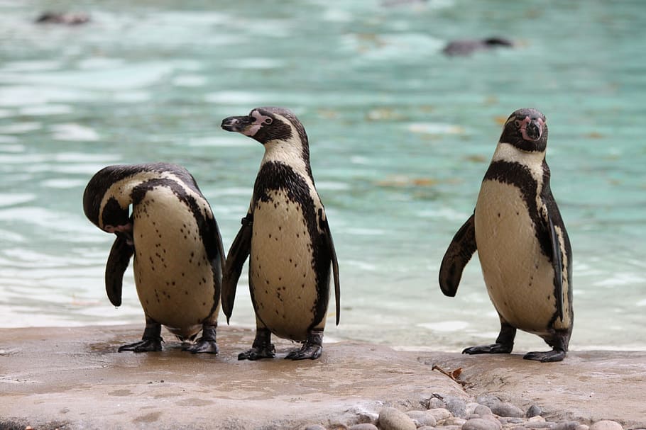 Penguins, Crested-Penguin, Bird, animal wildlife, animals in the wild HD wallpaper