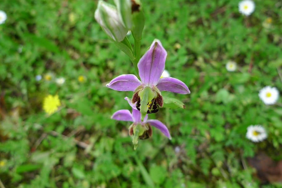 orchid, wild, flower, flowering plant, freshness, beauty in nature HD wallpaper
