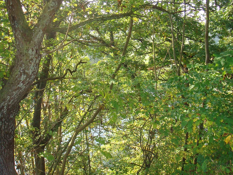 denmark, trees, forest, branches, canopy, scenery, nature, scandinavia HD wallpaper