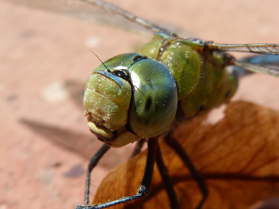 Dragonfly, Blue Dragonfly, aeshna affinis, eyes compounds, detail, HD wallpaper